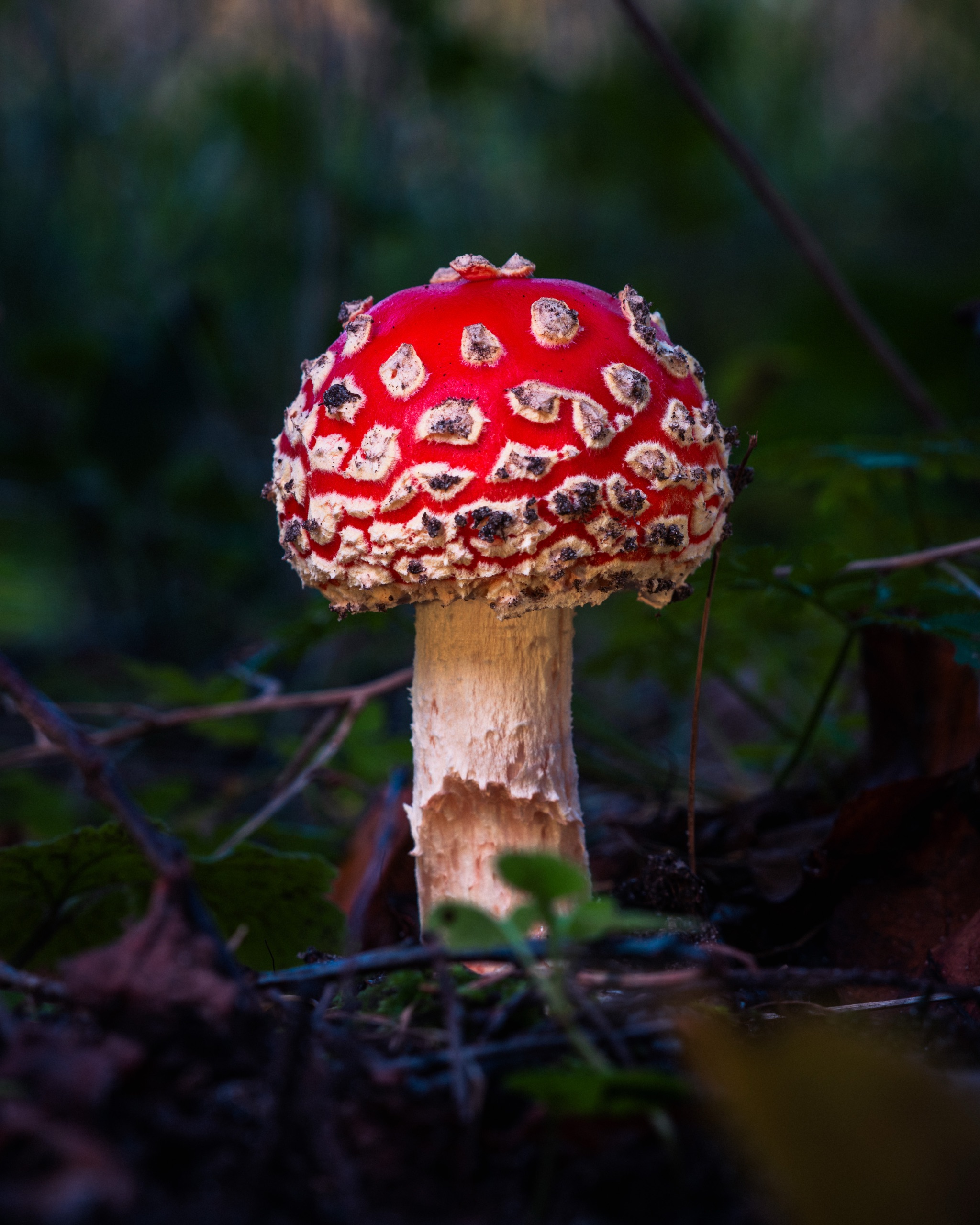 Close-up of a mushroom taken with a Sigma 28–105mm lens at 105 mm, f/11